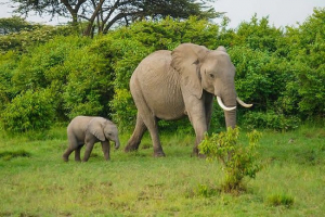 Elephant lifespan - afryki, indian